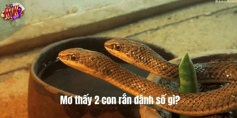 Mơ Thấy 2 Con Rắn Là Điềm Báo Gì? RIKVIP Giải Mã Số Mơ 3 Giấc mơ thấy rắn mở ra bộ số đánh tiềm năng.